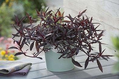 网飞要进军电子游戏 找来EA前高管领导扩张版图