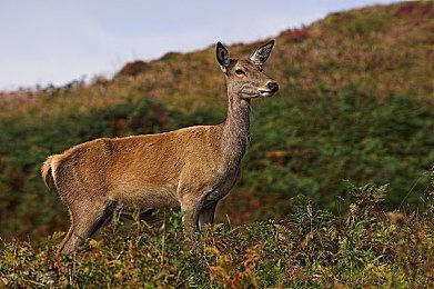 Epic喜加一：《暗影火炬城》免费领取