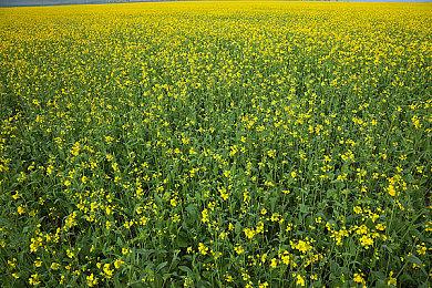 《堕落之主》发售后 发行商股价5天内下跌41%